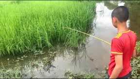 Traditional hook fishing in Beautiful Nature | Best hook fishing in Rice field