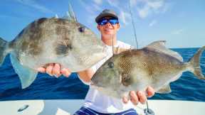 OCEAN Triggerfish! Catch Clean Cook- Panama City Deep Sea Fishing