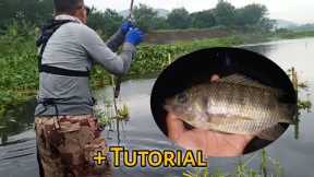The Best Bait & The Most Effective Fishing Rig for Tilapia Hunting | Fishing