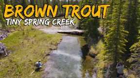 Inches and Angles - BIG BROWN TROUT in a TINY SPRING CREEK! Fly Fishing Brown Trout