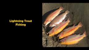 Lightning trout fishing big schools at Lake Chabot