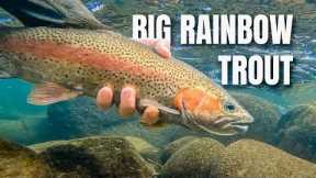 Fly Fishing for Rainbow Trout in a Gin-Clear River