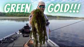 How To Figure Out Bass On Lake Full Of Hydrilla: Frogs, Punching Grass, Chatterbaits And Swim Baits!