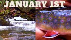 BEST NEW YEARS DAY TROUT FISHING I'VE EVER HAD (Fly Fishing)