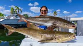 BIG COBIA! Catch, Clean, and Cook! Delicious Fish Chowder!