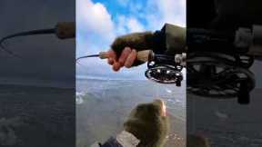 500m reef sea trout fly fishing on Bornholm