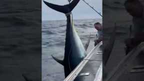 big tuna fish lifted to the boat part #2 #shorts #bluefintuna #tuna