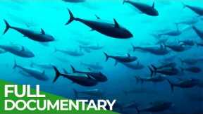 Track of the Tuna | Free Documentary Nature
