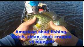 Catching American shad on the St. Johns River. Catch, clean, cook crappie vs bluegill taste test!