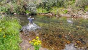DRY FLY Fishing in a REMOTE River [New Zealand]