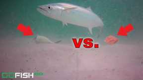 Underwater VIDEO Challenge! FRESH CUT BAIT VS. BIG BAIT ROLL UP SURF FISHING!