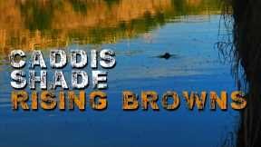 Small Stream Fly Fishing - Hunting Rising Brown Trout in the Shade with Caddisflies
