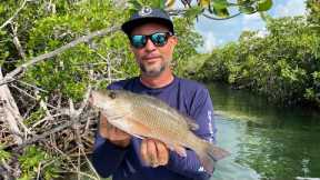 Whole Mangrove Snapper Catch Clean Cook