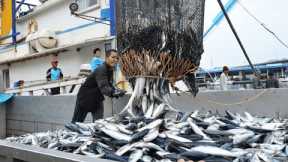 Big Catch Fishing in The Deep Sea With Big Boat - Amazing Tuna Fish Processing Skill