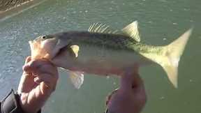 True Bass - Lake Oroville - Bass Fishing