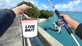 Florida Keys Bridge Fishing! Eating Whatever I Catch (Catch and Cook)