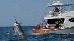 MONSTER Black Marlin Fishing in Panama