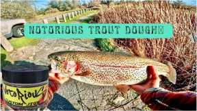Lake Camanche Trout Fishing With Notorious Trout Dough