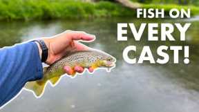 Unexpectedly Awesome Fishing in the Rain! (Tenkara Fly Fishing)