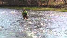 A Beginners Guide To Wet Fly Fishing, Holsinger's Fly Shop