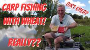 How Good is Wheat for Catching Carp? Let's Find Out!