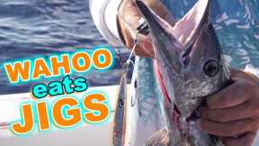 Wahoo on vertical Jigs Fishing off Marathon {Catch & Cook}