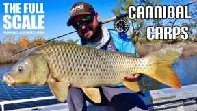 Cannibal Carps | Fly Fishing | The Full Scale