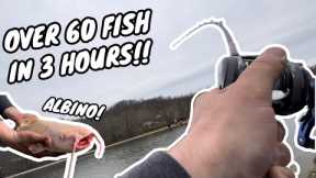 INSANE DAY OF FISHING AT SKY LAKE PAYLAKE!! (Nonstop catfish action!!)