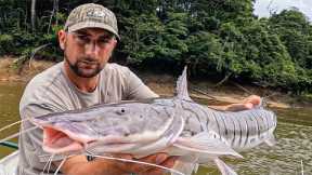 These Tiger Catfish would CRUSH a Flathead! {Catch Clean Cook} Amazon Tiger Cat