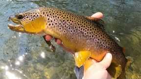 HAPPY EASTER!, Fly Fishing Beautiful Bushkill Creek, A CONFIDENCE BOOSTER DAY!!