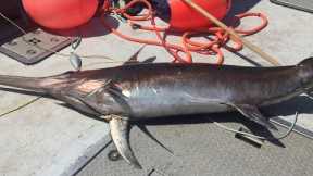 Harpooning Giant Sword Fish In Atlantic Ocean