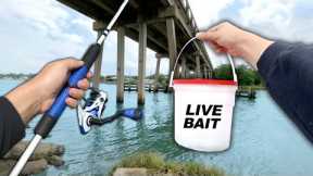 Fishing under the Bridge! Eating Whatever I Catch (Catch and Cook)