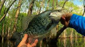 Catch loads of Crappie fishing with a beetle spin and live minnow