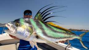 GIANT Mexican Dream Fish! Catch Clean Cook- Roosterfish (Puerto Vallarta, Mexico)