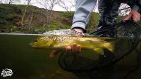 The Beauty of Spring Fly Fishing for Wild Brown Trout