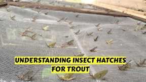 Learn Basics of Insect Hatches for Trout Fishing