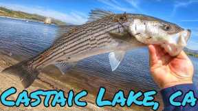 🔥WIDE OPEN STRIPER BITE🔥 FISHING CASTAIC LAKE CA | SPRING APRIL 2023 | CUT BAIT & UL GEAR 🎣🦁🤙🏽