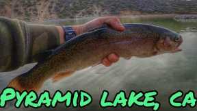 ONLY DROPSHOT & JIGS | TROUT FISHING @PYRAMID LAKE CA | WINTER FEB 2023 #socaltroutfishing 🎣🦁👍🏼