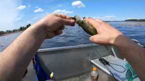 Crappie Spawn Rainy Lake Reed Fishing