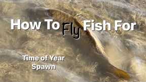 How to Fly Fish for Carp - Time of Year and fishing the spawn