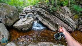 Small Creek Fly Fishing Heaven! (Trout Fishing)