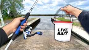 Fishing the BOAT RAMP! Eating Whatever I Catch! (Catch and Cook)