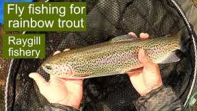 Fly fishing for rainbow trout - Raygill fishery