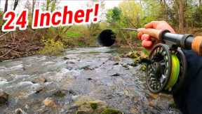 GIANT Brown Trout Caught | Small Stream FLY FISHING With STREAMERS!