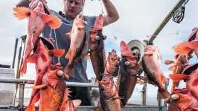Amazing Longline Fishing By Hand Catch Many Fish That live on The Sea