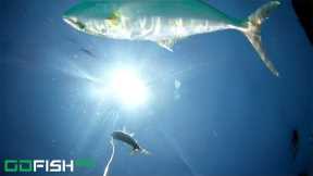 Saltwater Fishing for Amberjack with GoFish Cam
