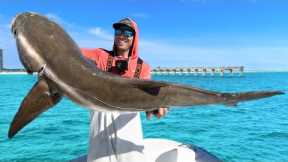 $20,000 Fish Going Extinct...Catch Clean & Cook Cobia
