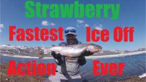Strawberry - The fastest ice off fly fishing action I have ever experienced. Part 1