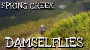 Spring Creek Damselfly Hatch - Cruising & Searching Rainbow & Brown Trout Fly Fishing