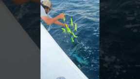 How To Gaff A Massive 80lb Yellowfin Tuna #shorts